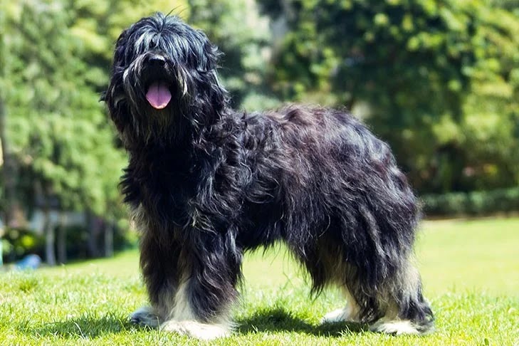 A black Portuguese Sheepdog standing in a field